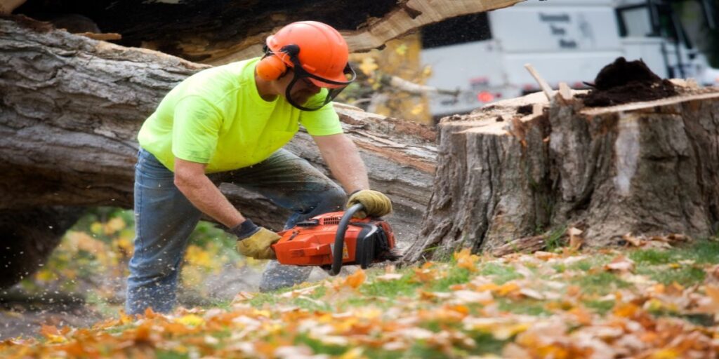 Expert Tree Trimming in Brighton